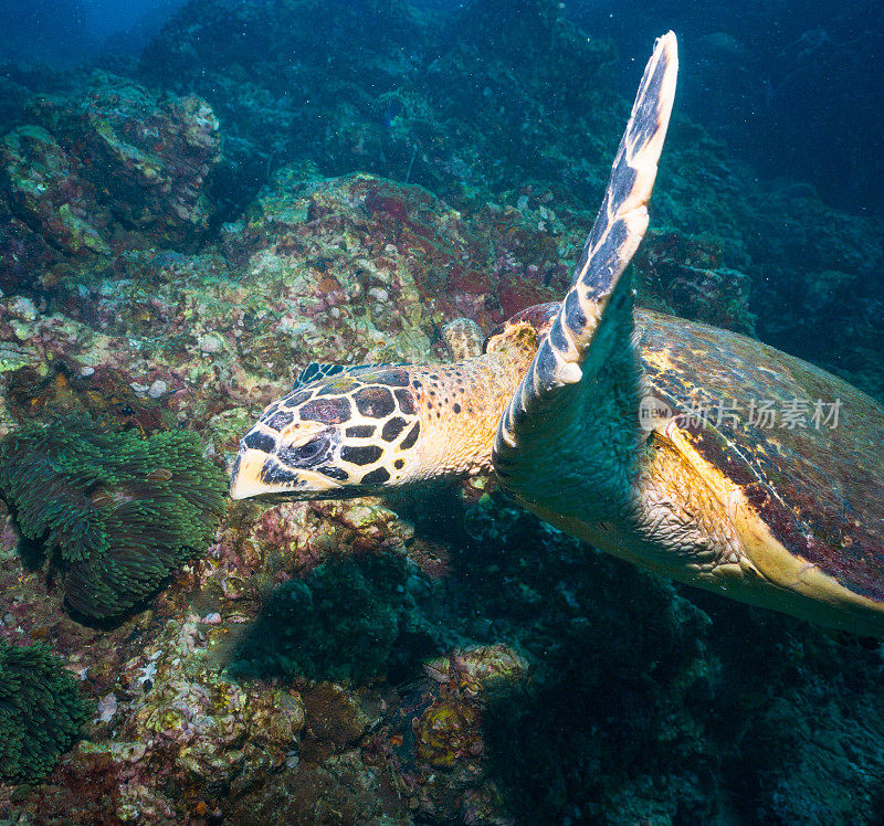 动物行为:极度濒危物种玳瑁海龟(Eretmochelys imbricata)